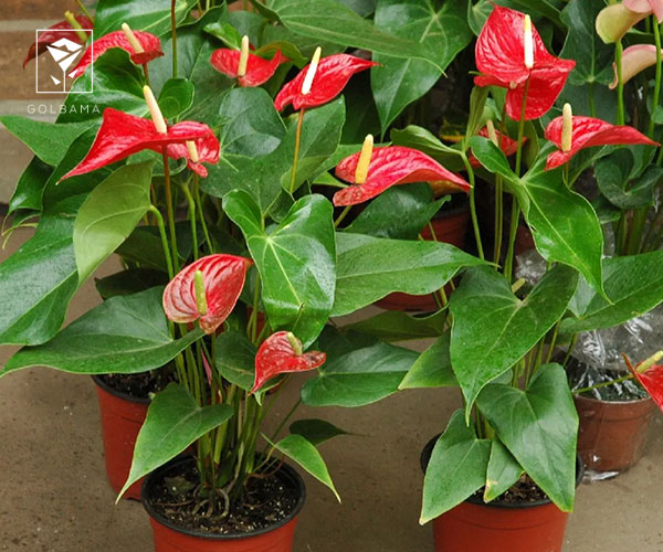 10. آنتوریوم از بهترین گیاهان آپارتمانی برای هدیه