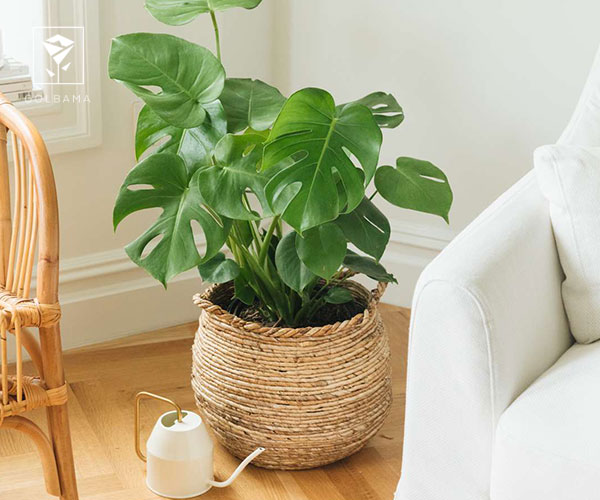 16. گیاه مونسترا یا برگ انجیری