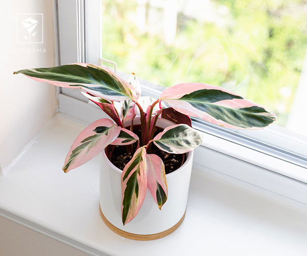 17. استرومانته سانگینیا