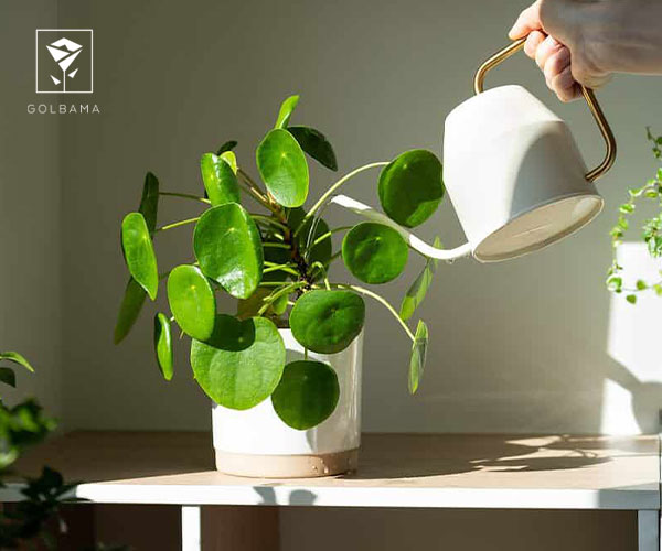 18. گیاه پول چینی