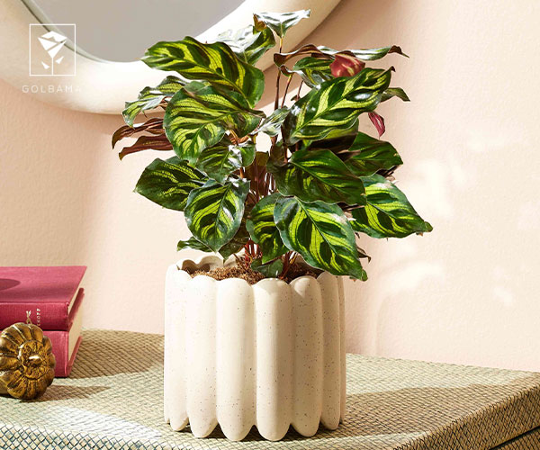 19. کالاتیا از بهترین گیاهان آپارتمانی برای هدیه