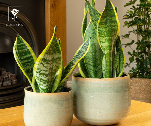 2. سانسوریا یا گیاه ماری