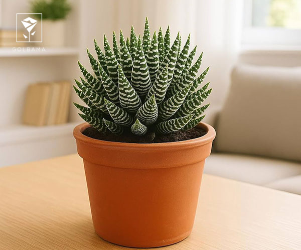 20. هاوارتیا گورخری