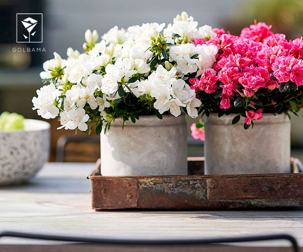 21. آزالیا یا گل صد تمنی