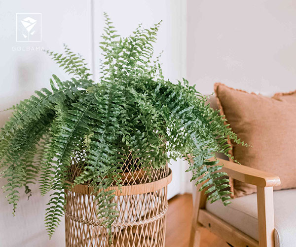 23. سرخس بوستون از بهترین گیاهان آپارتمانی برای هدیه