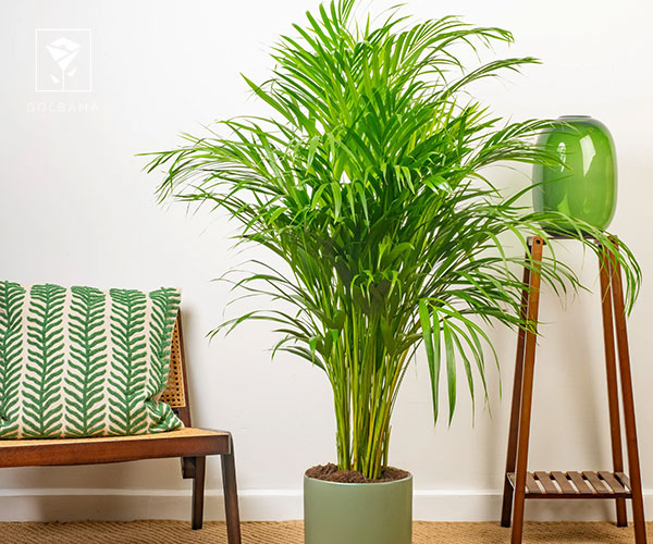 25. نخل اریکا