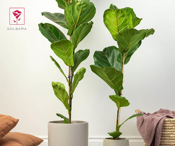 26. فیکوس لیراتا