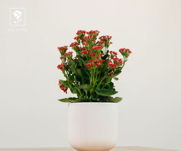 27. کالانکوئه کریسمس از بهترین گیاهان آپارتمانی برای هدیه