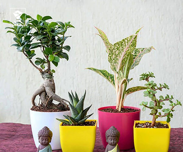 سوالات متداول در خصوص بهترین گیاهان آپارتمانی برای هدیه دادن