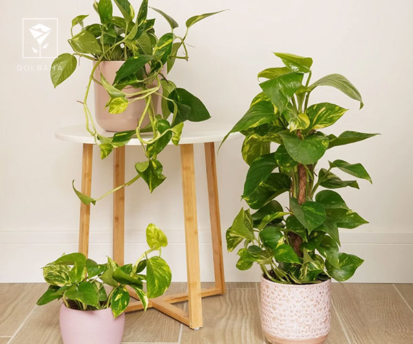 3. پتوس از بهترین گیاهان آپارتمانی برای هدیه