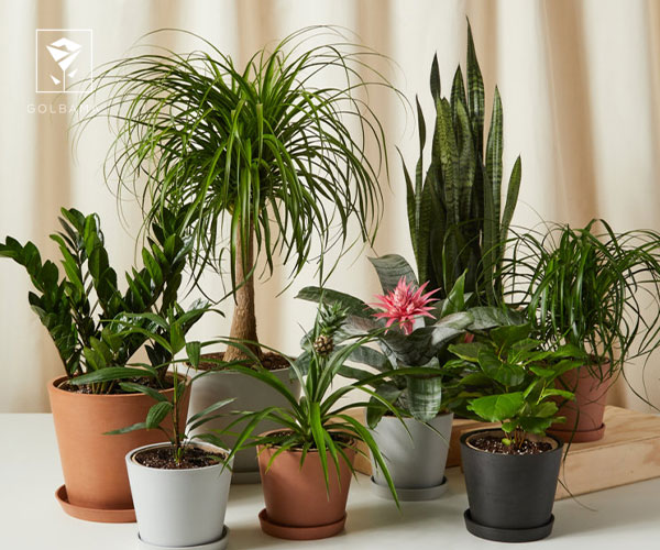 نکات مهم در مورد تزئین گیاه قبل از هدیه دادن