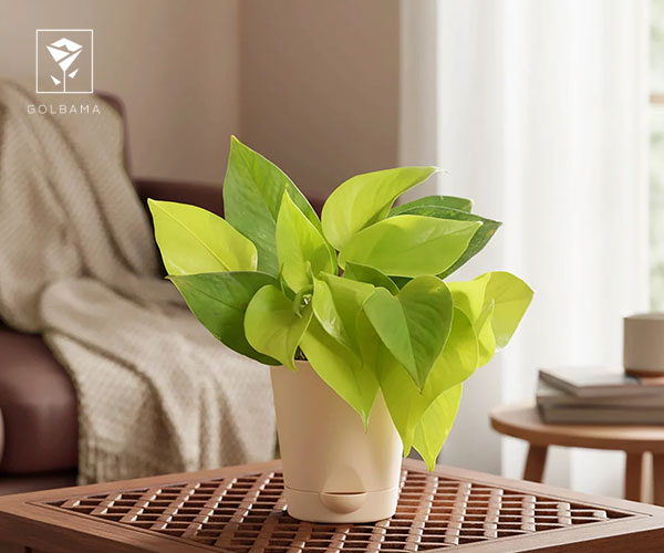 نکات مهم خرید بهترین گیاهان آپارتمانی برای هدیه