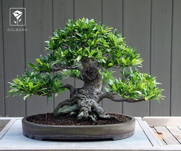 6. بونسای از بهترین گیاهان آپارتمانی برای هدیه