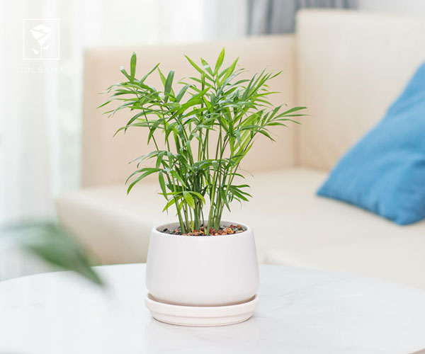 7. نخل شامادورا