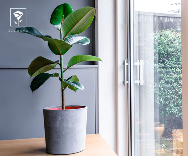 8. فیکوس الاستیکا