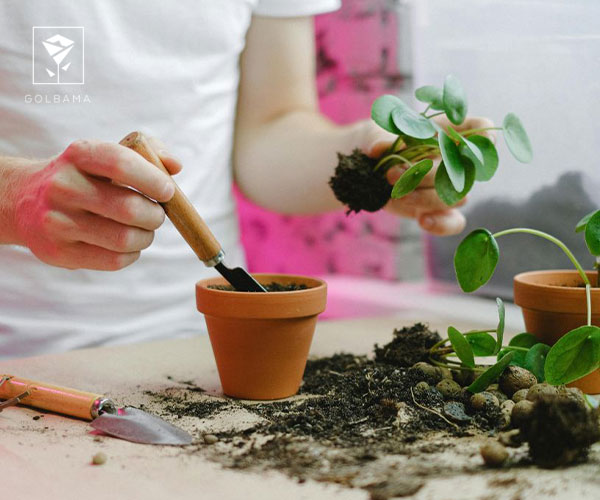 پرسش و پاسخهای رایج درباره رشد و تقویت گیاهان آپارتمانی