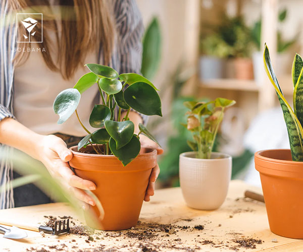 استفاده از ورمیکمپوست بهعنوان کود