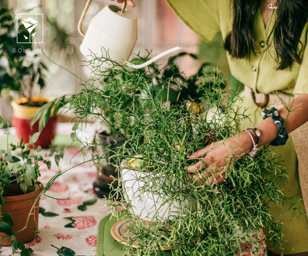 بهکارگیری همزمان پوست موز و چای کیسهای