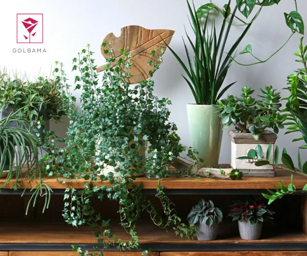 3. تامین رطوبت مورد نیاز برای تقویت گیاهان آپارتمانی