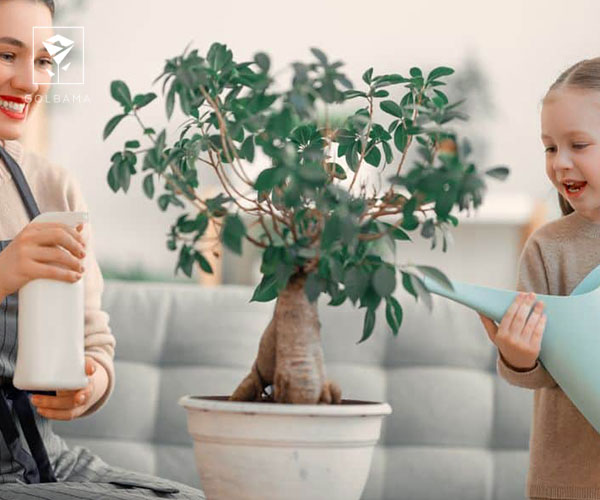 راهکارهایی برای تقویت رشد گلهای آپارتمانی