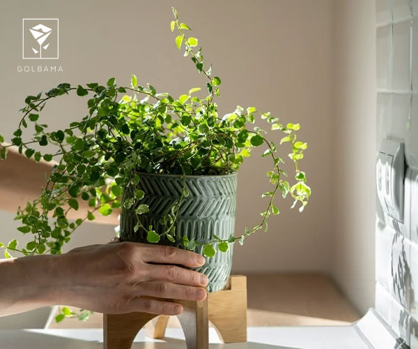 استفاده از گلدان مناسب جهت بهبود رشد گیاهان آپارتمانی