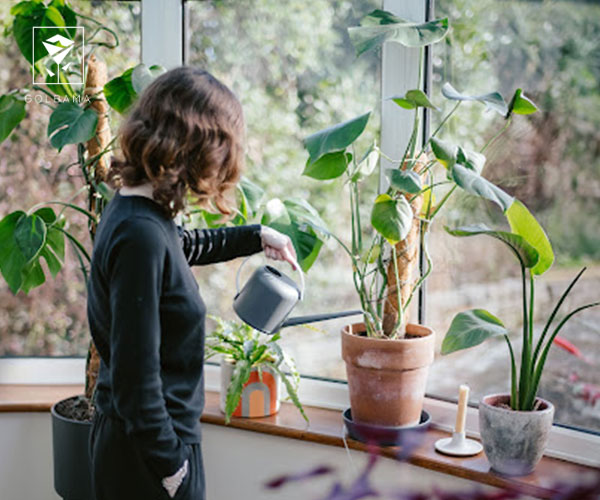 آب دادن بهموقع و کافی
