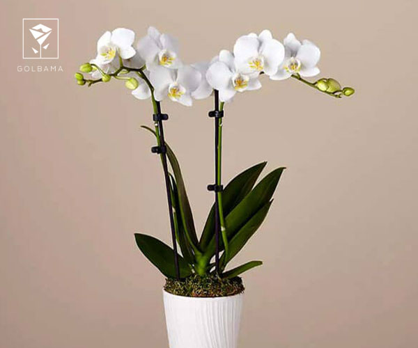 13. گل ارکیده