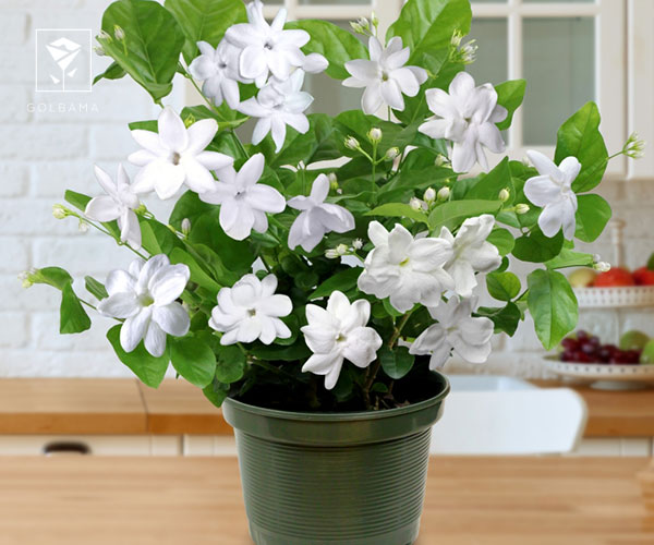 14. گل یاس از گل های مناسب نوروز