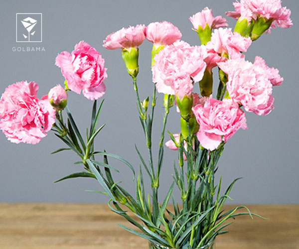 17. گل میخک گل مخصوص عید نوروز