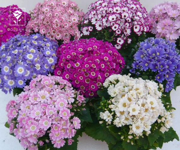 4. سینره گل نوروزی بهاری