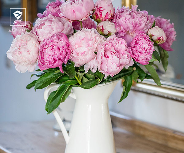 گیاه و گل مناسب ولنتاین برای خانم&zwnj;ها و آقایان