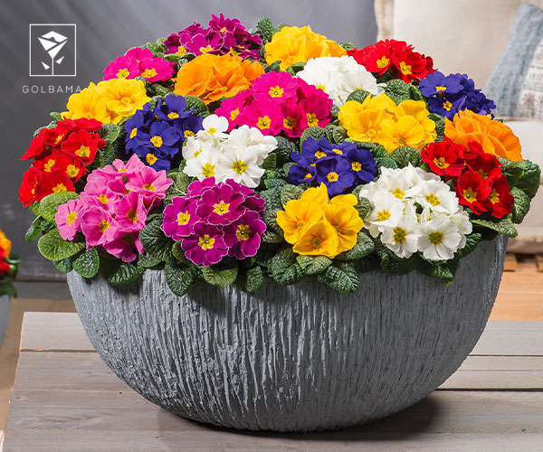 6. گل پامچال، گل مخصوص عید نوروز