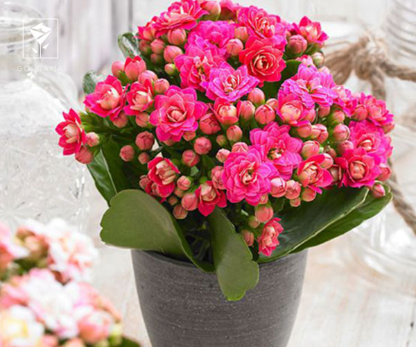 7. گل کالانکوئه از گل های مناسب نوروز