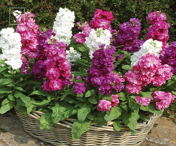 8. گل شب بو گل نوروزی بهاری