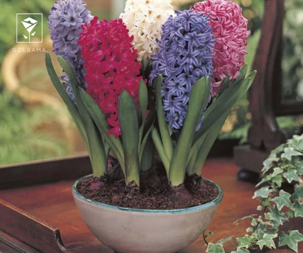 گل سنبل نماد چیست؟