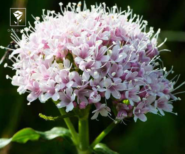 گل سنبل هندی