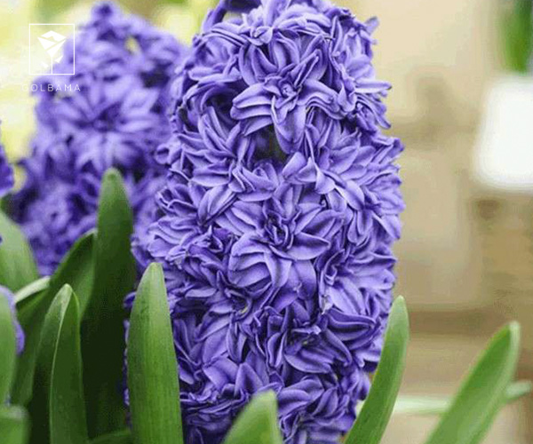 گل سنبل هلندی