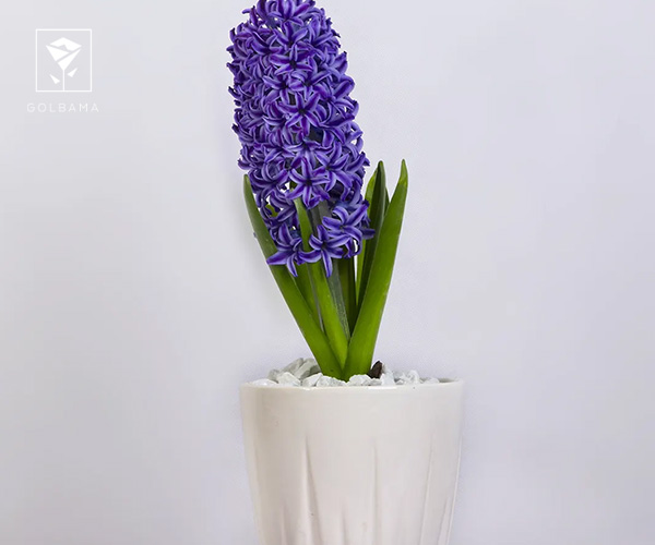 نکات نگهداری گل سنبل برای مدت طولانی