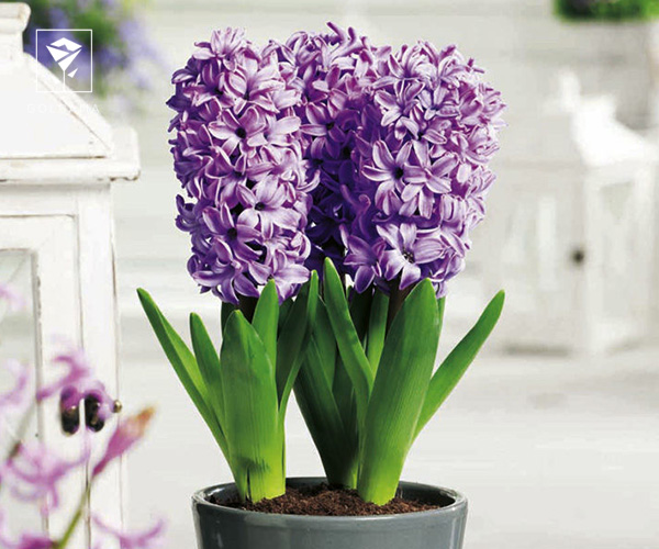 سوالات متداول در خصوص "گل سنبل نماد چیست"