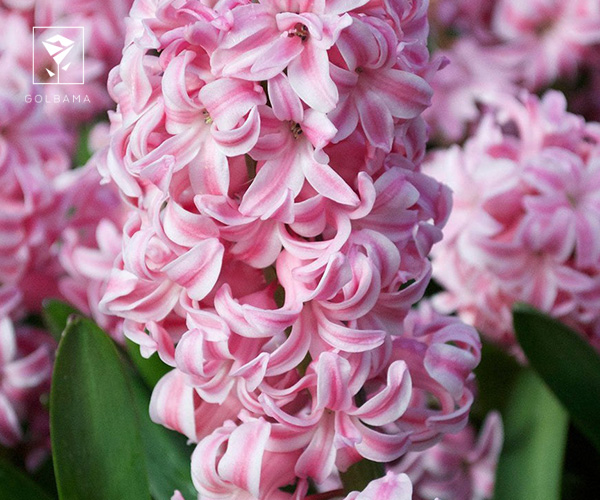 گل سنبل هلندی صورتی کمرنگ