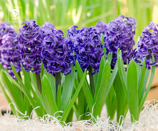 گل سنبل اروپایی یا کارنگی