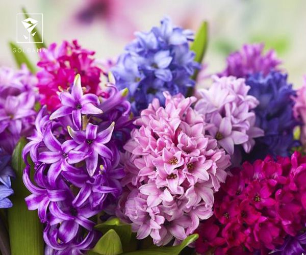 نمادشناسی گل سنبل بر اساس رنگ