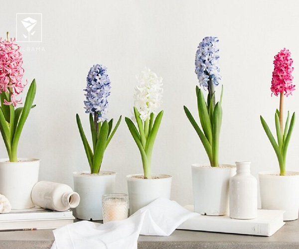 منشا و تاریخچه سنبل