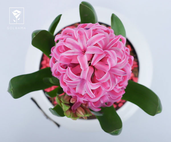 5. دمای مناسب و رطوبت کافی