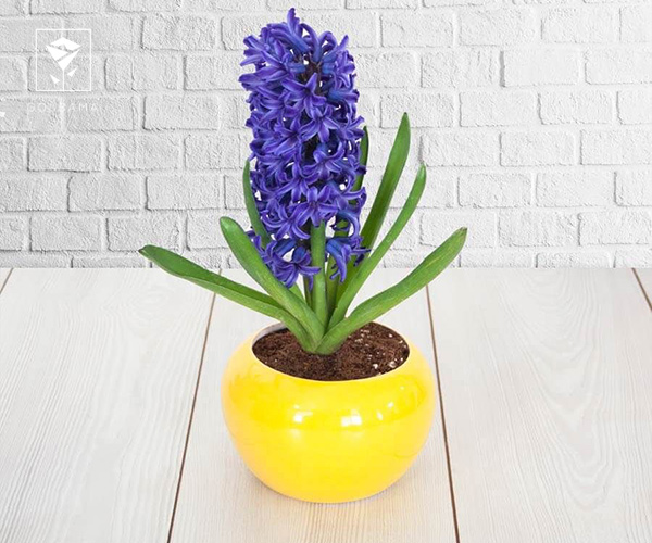 روش نگهداری گل سنبل در آب