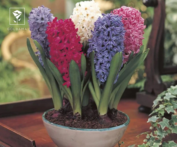 بیماریهای گل سنبل و روش درمان