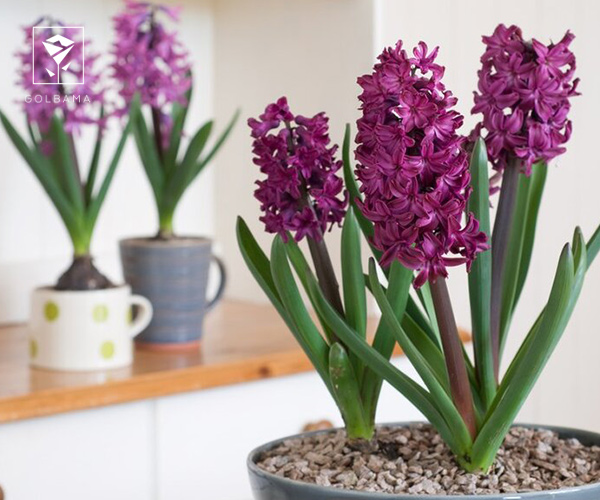 مشکلات رایج در نگهداری گل سنبل در خانه