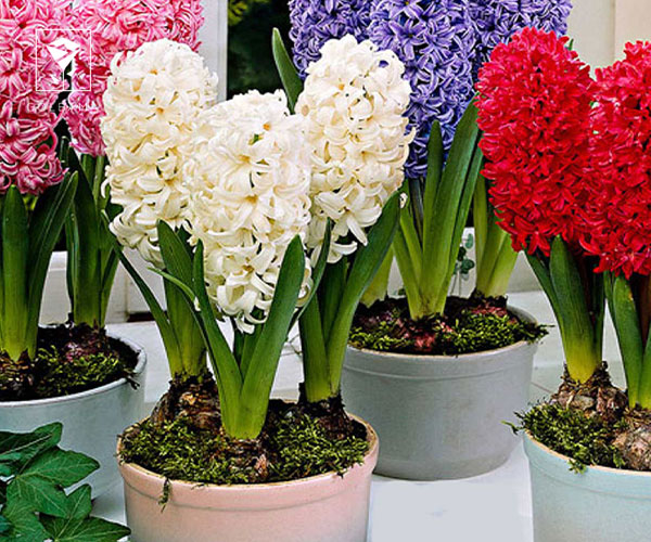 1. آبیاری با استفاده از زیرکشی