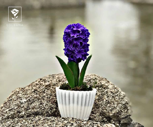 آیا گل سنبل سمی است؟