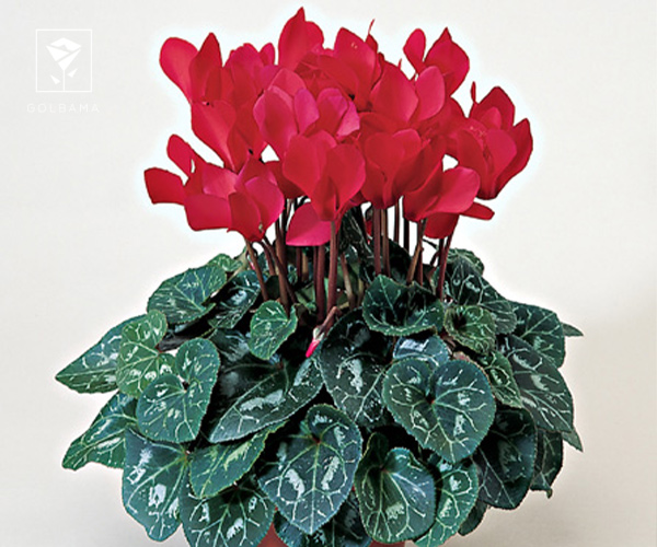 2. سیکلامن از زیباترین گیاهان دارای برگ های قلبی شکل